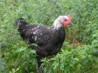 La poule Marans en IMAGIER 926723P1011234