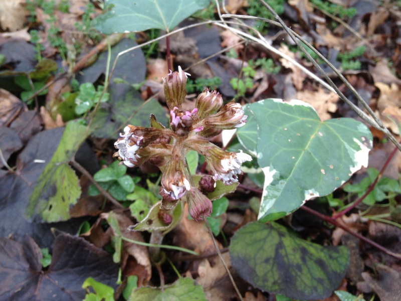 Petasites pyrenaicus (= Petasites fragrans) - héliotrope d'hiver 927081petasitesfragrans1