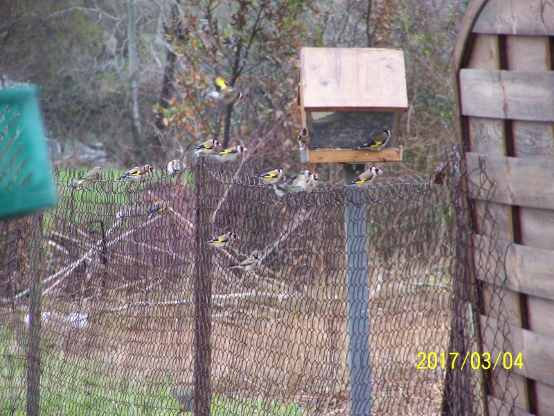 OISEAUX DE NOS JARDINS - Page 8 9277091002244