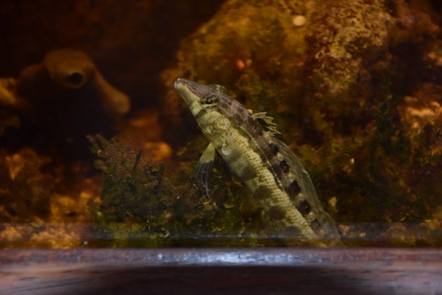 Le nouveau bac du Poissonpané : aquaterrarium de 900L / Nouvelle Calédonie - Page 2 928850DSC0001