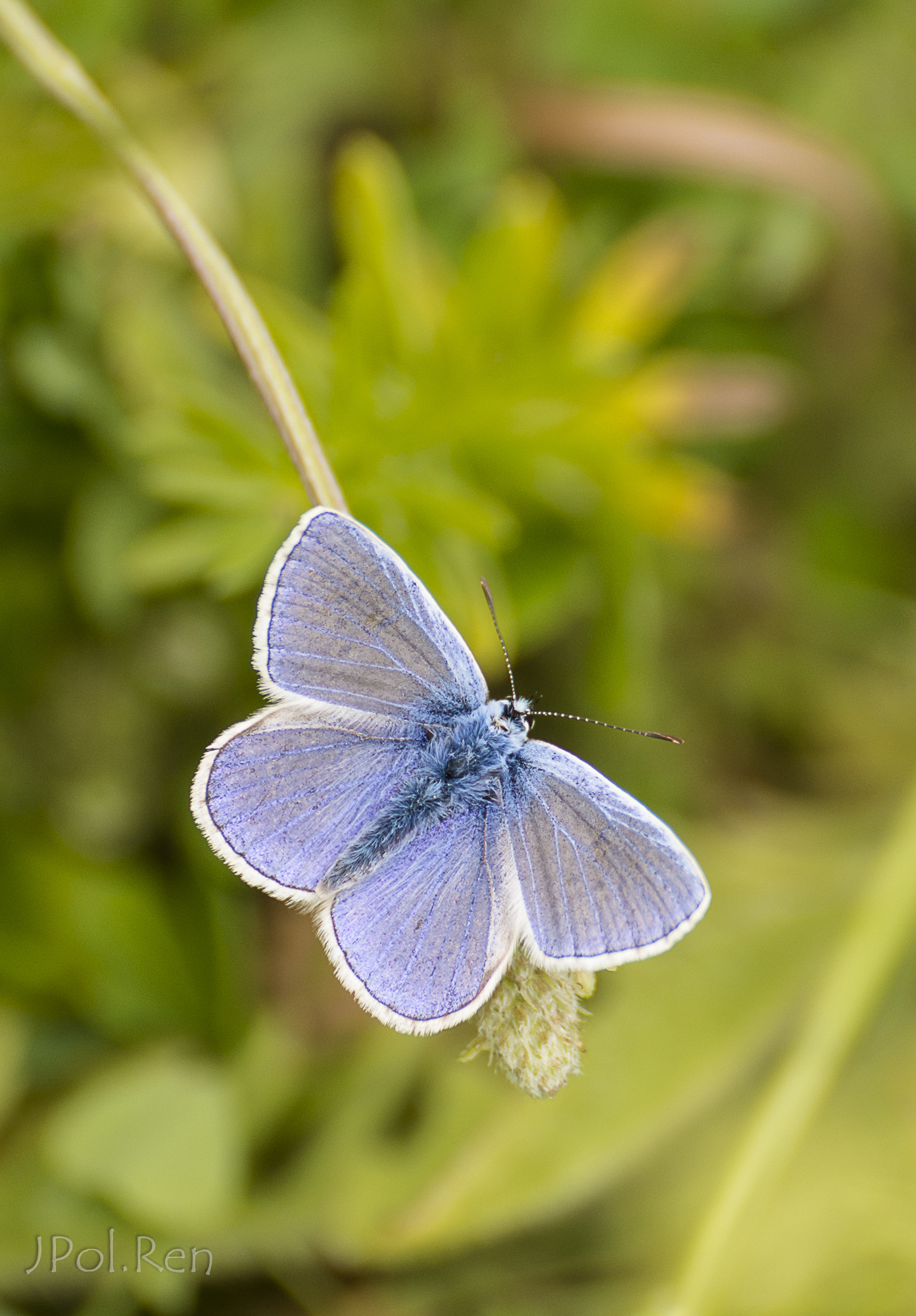 Bleu, bleu, azuré. 929201GE21pap0604