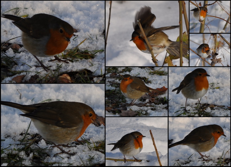  Oiseaux (photos et textes) 930232Rcemmen45t