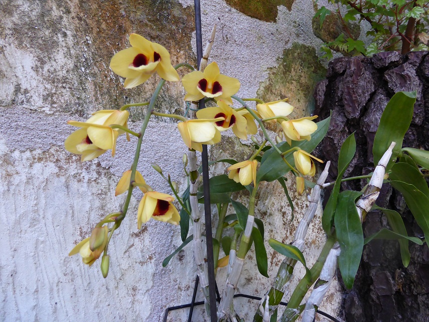 Dendrobium Gatton Sunray 931350P1090016