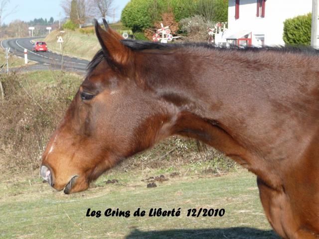 [19] Valiant (SF x Anglo Arabe) et Pin Up (Fjord x Haflinger) délais imprécis 933444Valiant2