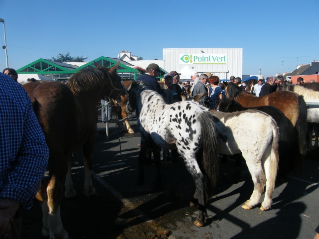 foire aux poulains  933739DSCF8701