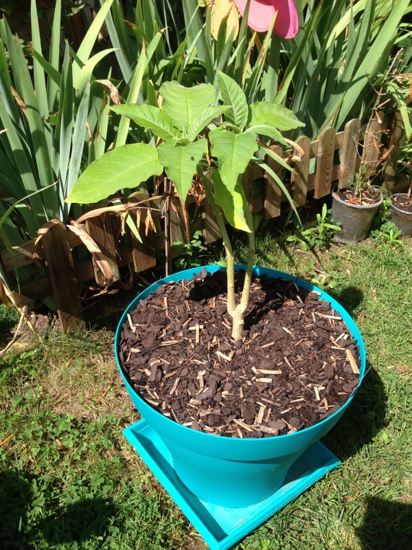 graines de brugmensia - Graines de brugmansia blanches 934223IMG6062