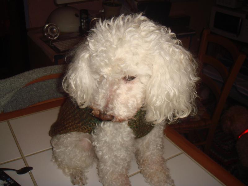 SKIPY CANICHE BLANC MALE 11 ANS - ADOPTE  934490DSC04978