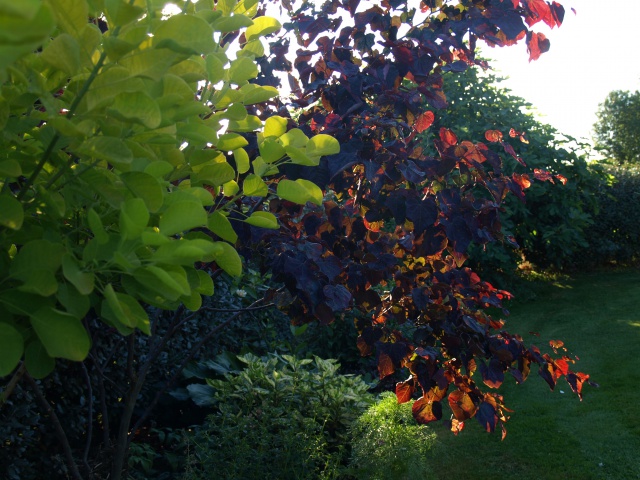 cercis canadensis forest pansy 934559P6228404