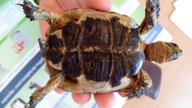 Ma tortue hermann ne mange pas depuis 1 semaine  934836tortue640x4805