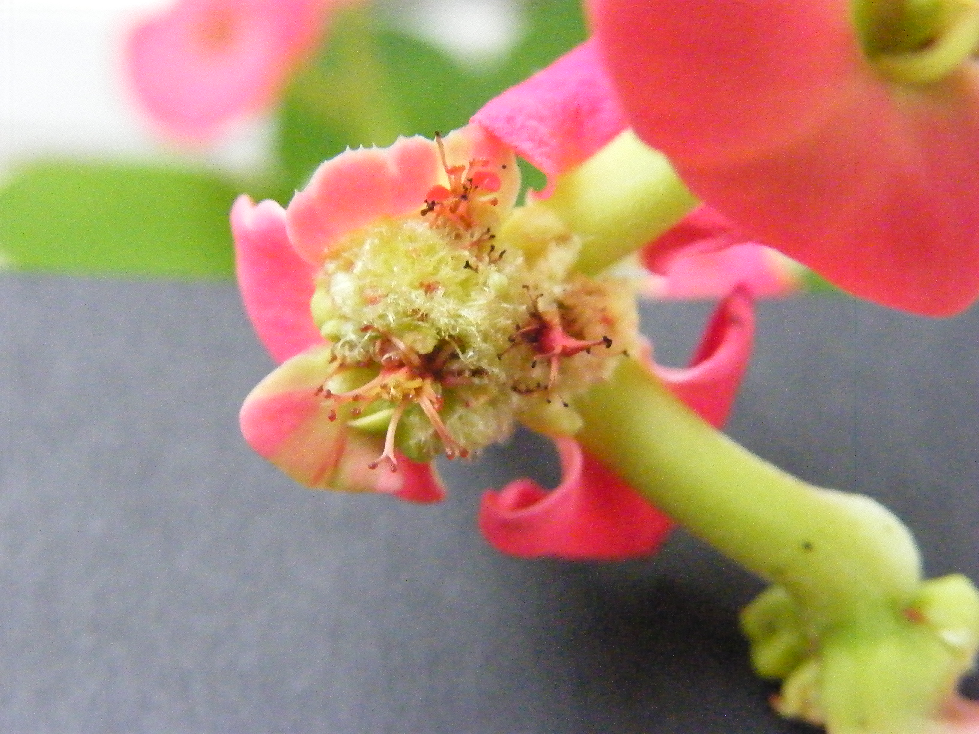 Vrai fleur d'Euphorbia milii 934902Janv2010023