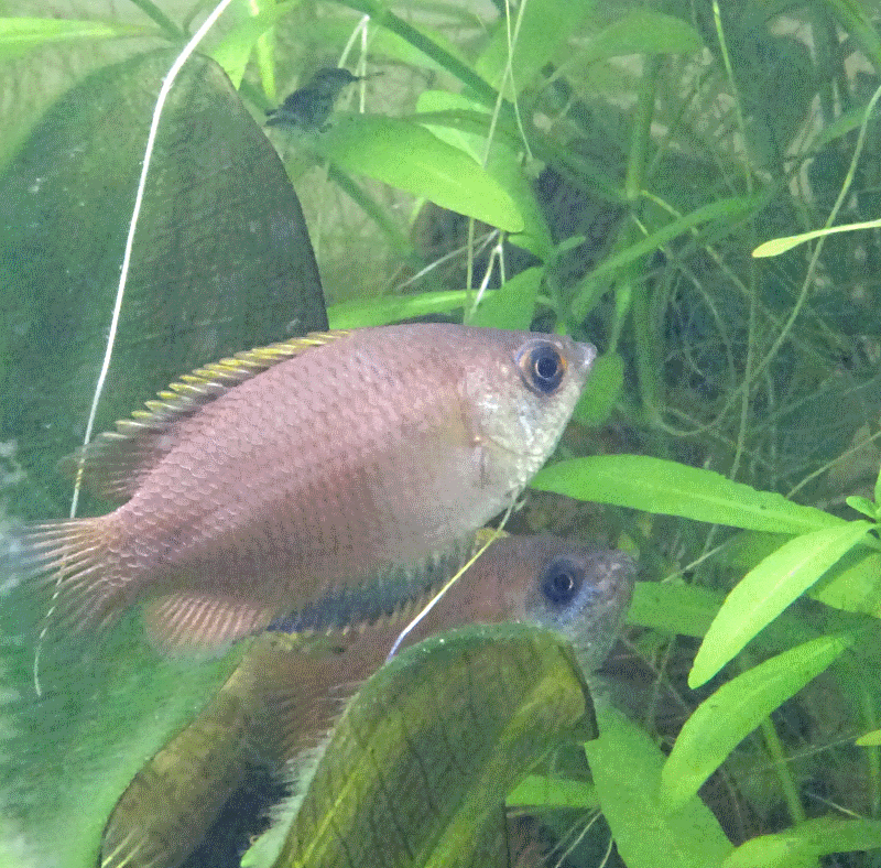 Gourami miel Trichogaster chuna 935123Miam