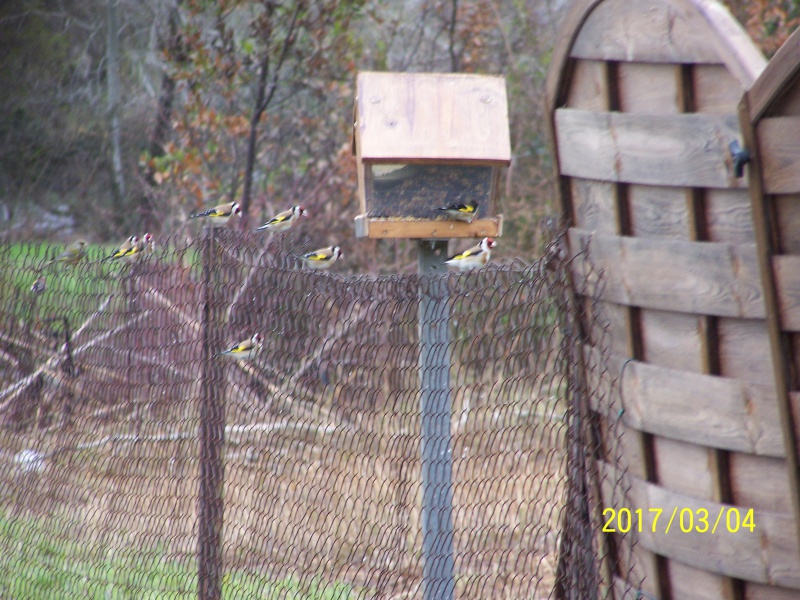 OISEAUX DE NOS JARDINS - Page 8 9369931002245