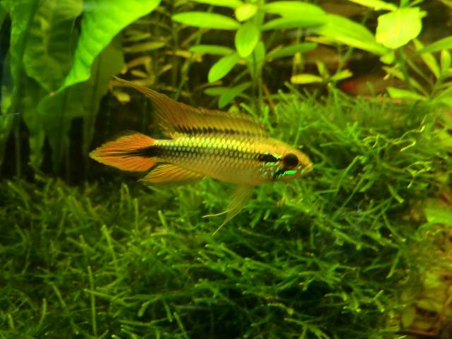 Repro apistogramma agassizii 937250CIMG0121