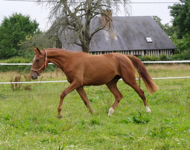 [PLACEE ALICE] EPONA La Déesse de votre écurie... 937809epona9