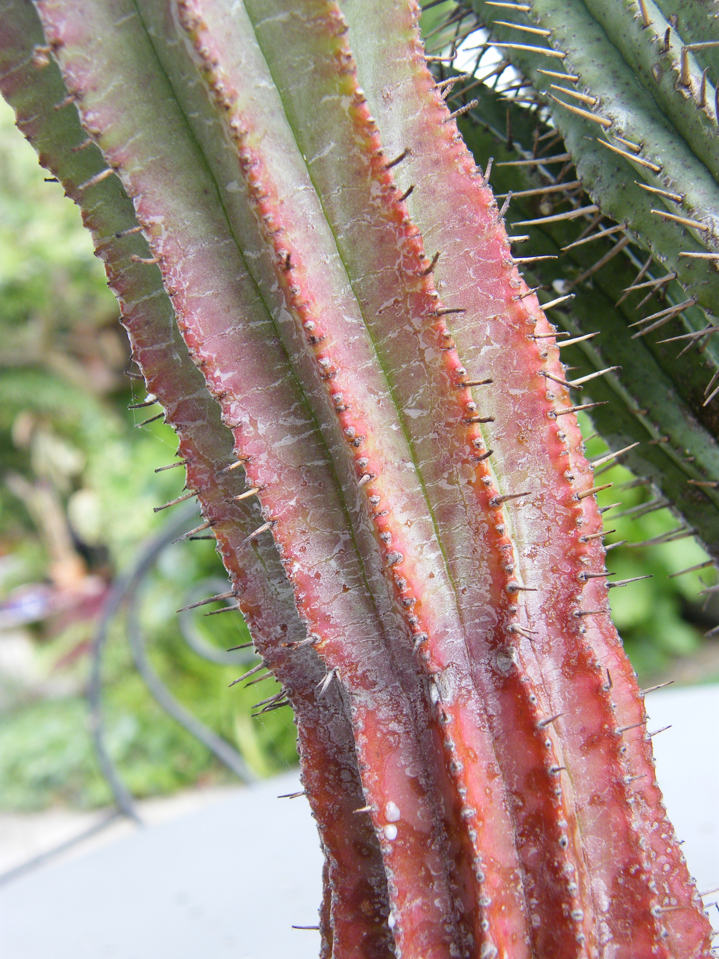 Euphorbia enopla 938194MAI2010904