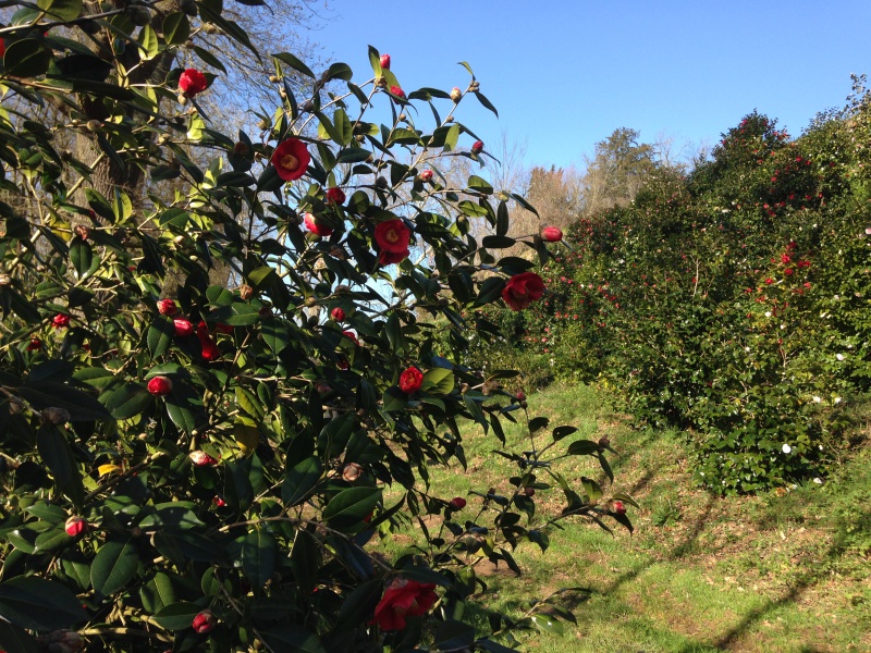 (40) Plantarium et chemin de ronde - Gaujacq 938925IMG0502