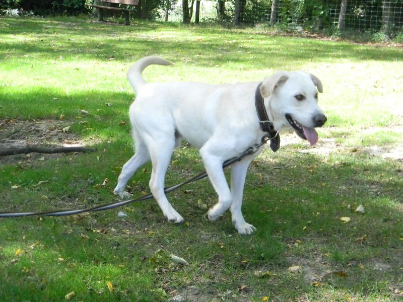 VICc - labrador 12 ans  (8 ans de refuge)  SHPA à Le Havre (76) 941727DSCN2349