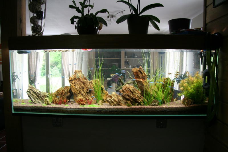 trigon 190 + cuve 120x30x40 aquascaping - Page 6 942622IMG2098