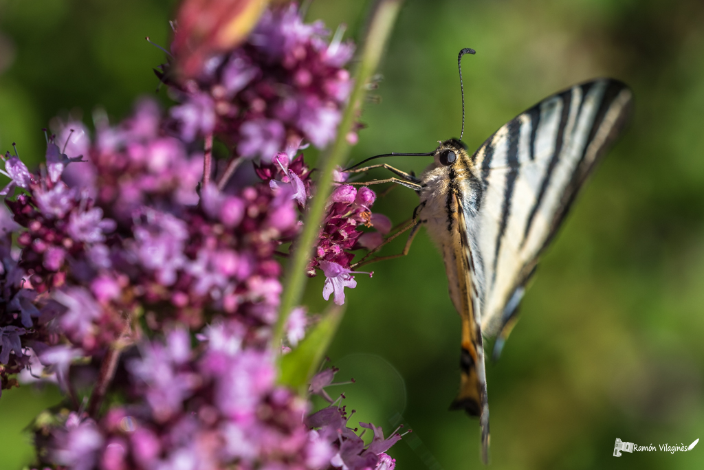 Papillons 943250D751071Smeac