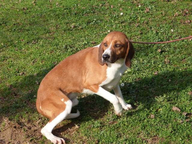 DJIM - x anglo/beagle 6 ans - Spa de Poitiers (86) 94411910fDjim9