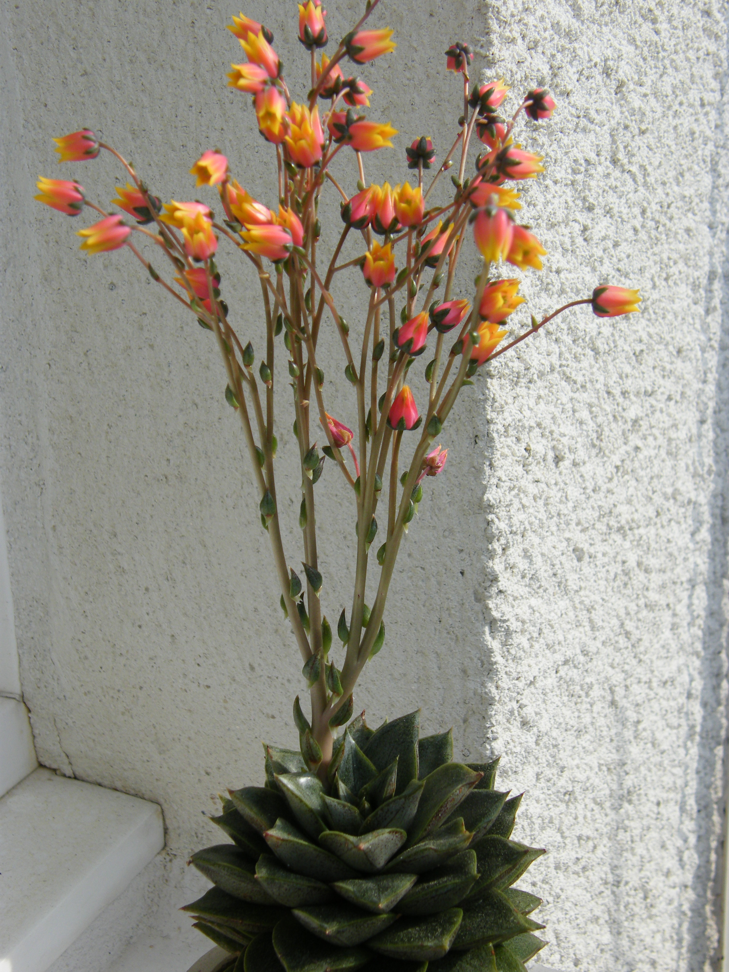 Graptopetalum purpusorum ? ? [Echeveria purpusorum] 948797Mai2011037