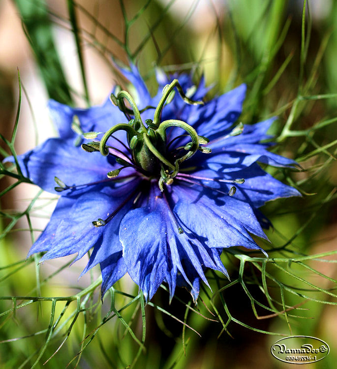 Les Fleurs de mon Jardin - Page 2 949602827