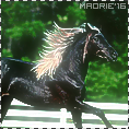 Équidés, avatars 118*118 949661Horseeeee