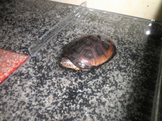 L'espèce et le sexe de ma tortue ? 951723PC070007