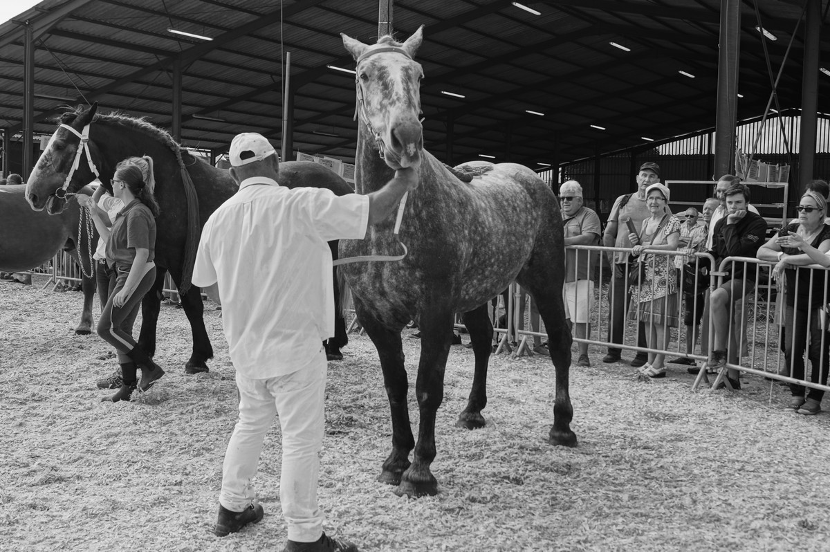 [Fil - Ouvert ] Chevaux - Page 6 951861DSC03142