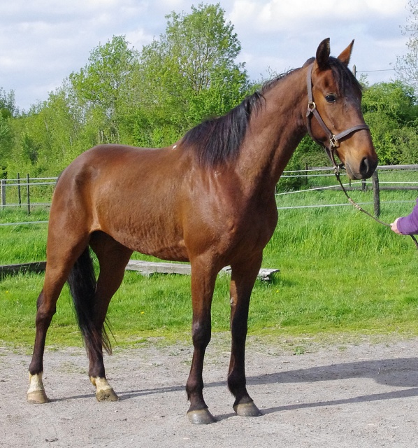 [PLACE MAEVA] SIR  Un cheval à fleur de peau ! 953464sire1