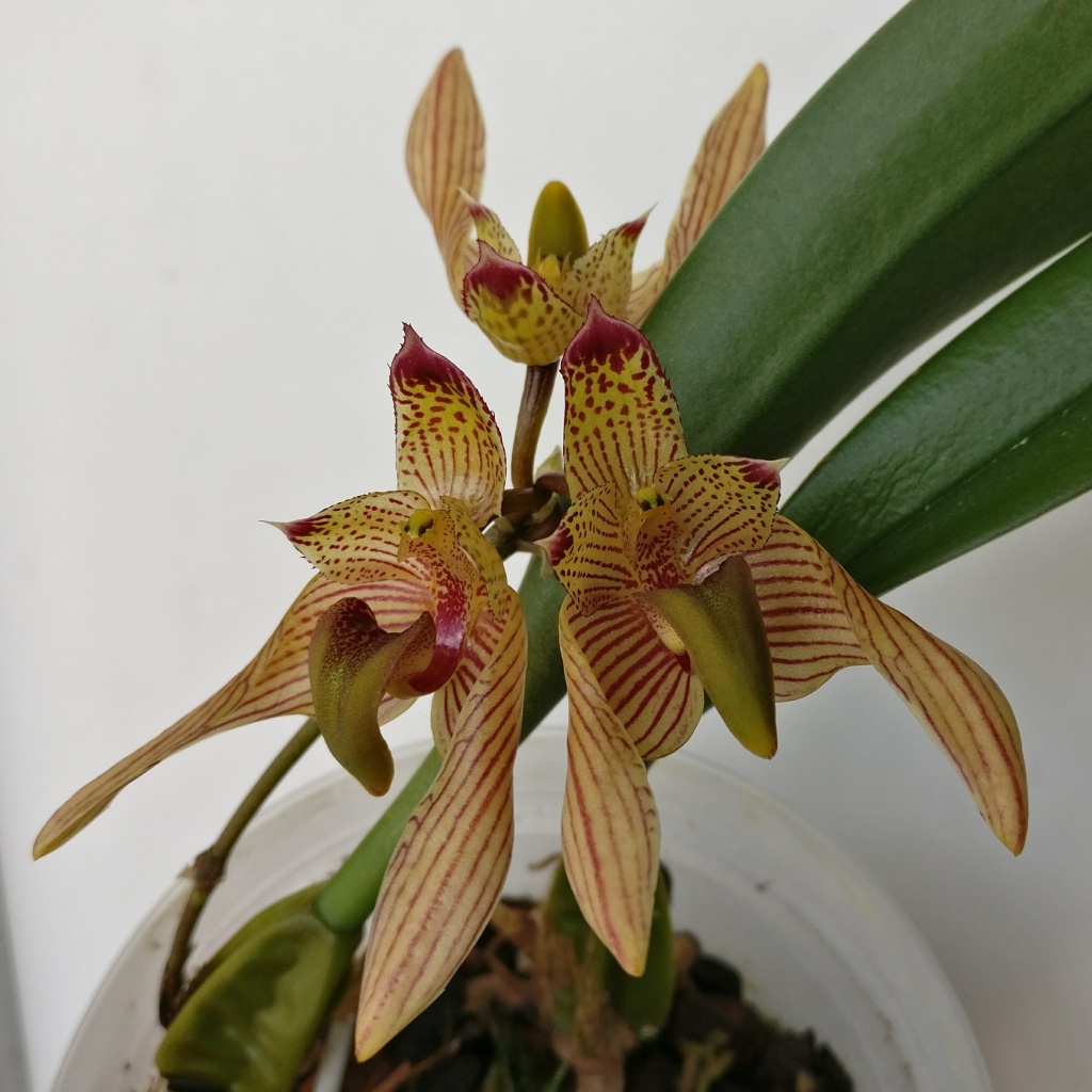 Bulbophyllum bicolor 953882IMG2017060712321501