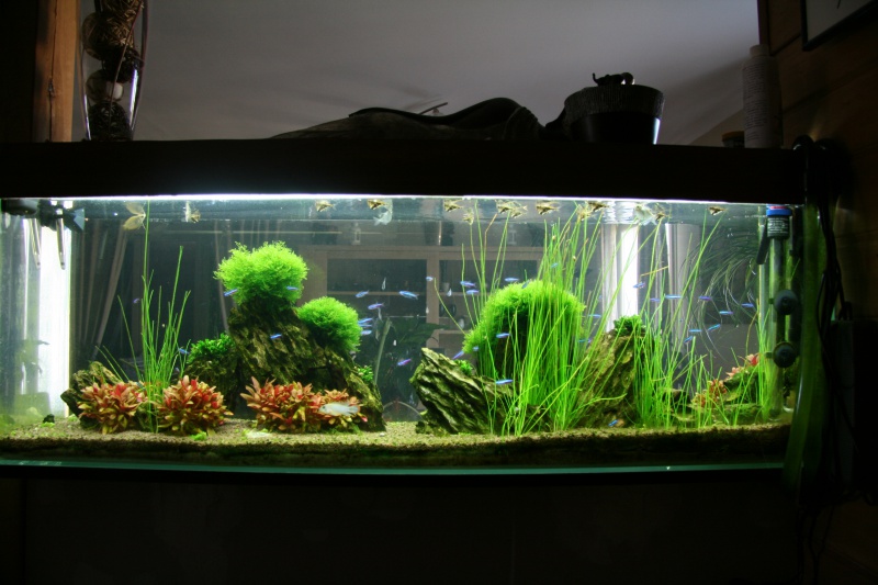 trigon 190 + cuve 120x30x40 aquascaping - Page 8 955793IMG2666