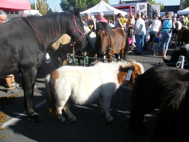 foire aux poulains  956594DSCF8695