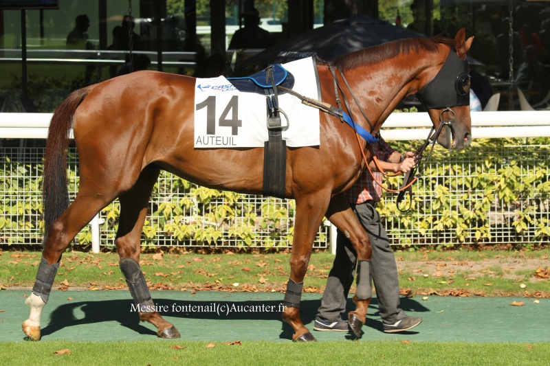 Photos Auteuil 24-09-2016 9574245J6A7021