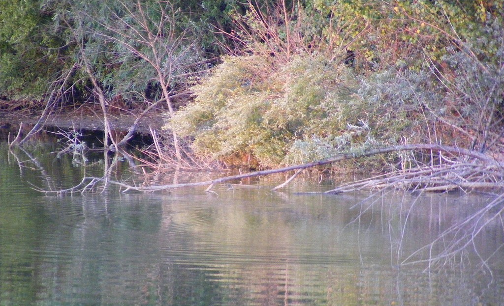 Le lauraguais ça à du bon ! 9579868333