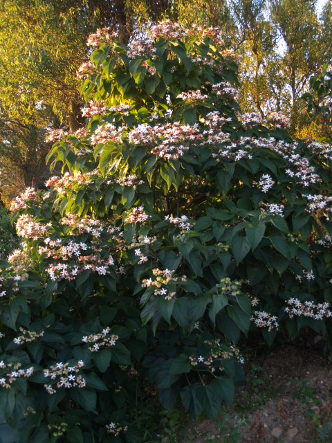 clerodendron trichotomum 958293P8302453