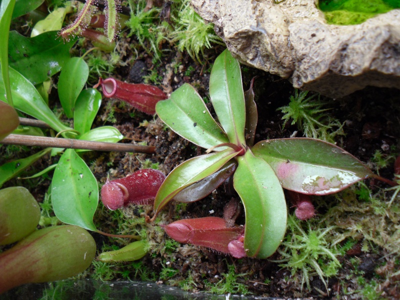 [Les évolutions et les remerciements] Le terrarium parti de rien ! 959332SAM0623