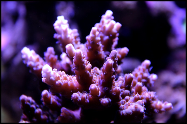 Micro Reef 120L 960175IMG1041