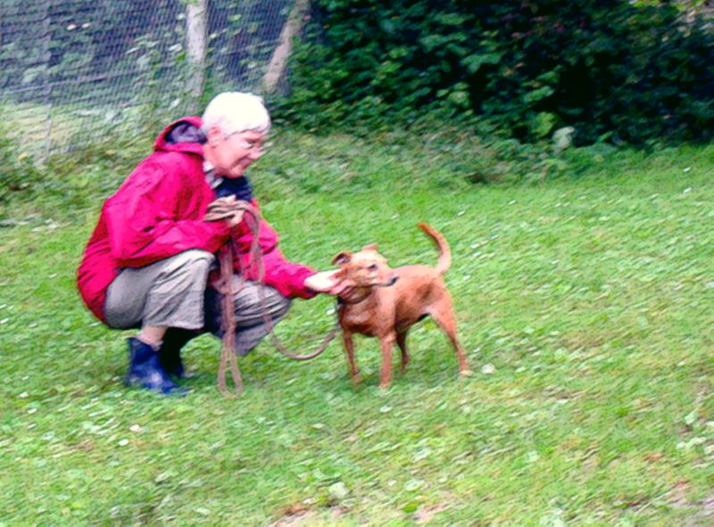 TINY femelle croisée pinscher de 11 ans - Aunay sur Odon 14 960757IMG1661