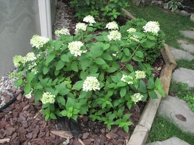 mes hortensias 961340IMG9949