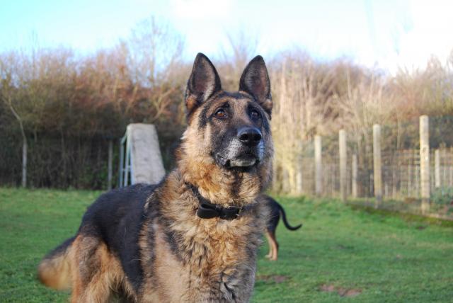 Zeus (berger allemand) - Page 9 962056DSC_0839