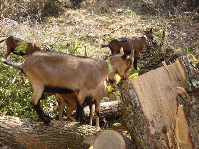 Ma "petite" famille... 964428DSC06518