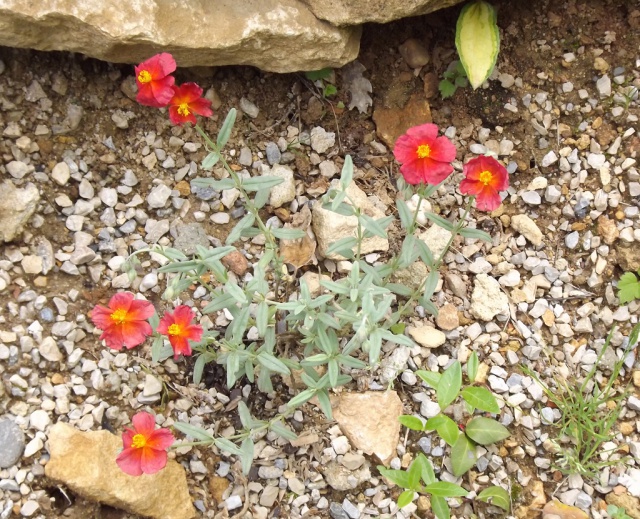 Helianthemum 'Fire Dragon'  [identification] 964947DSCF3499