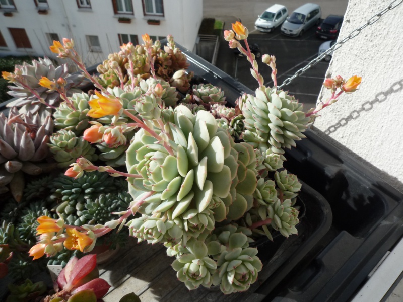 les Echeverias au bord des fenêtres... 965636derenbergii23