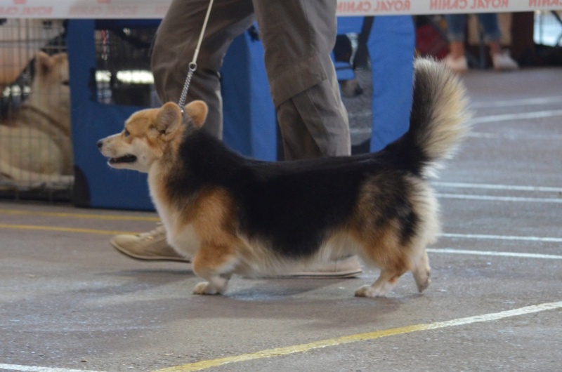 l histoire de mes chiens - L'histoire de mes LOULOUS...... - Page 4 965850villeneuve