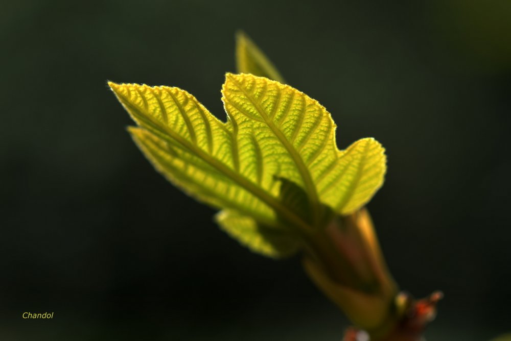 Feuilles 966080DSC0024001