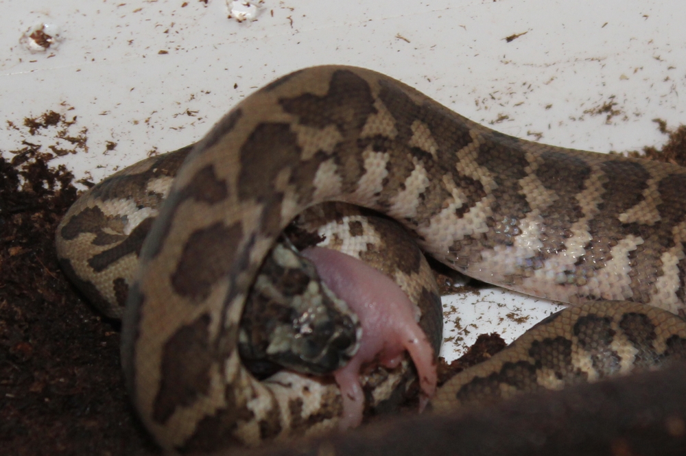 Morelia spilota variegata irian jaya 9664901errepas