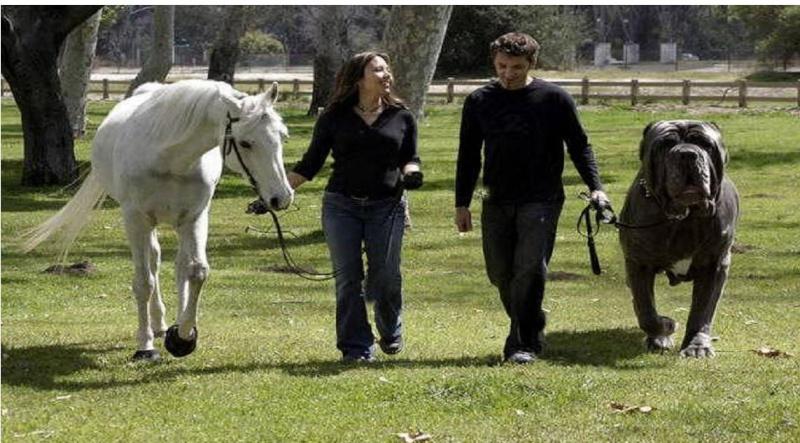 un chien aussi gros qu'un cheval!  ou presque!! 966509chien110