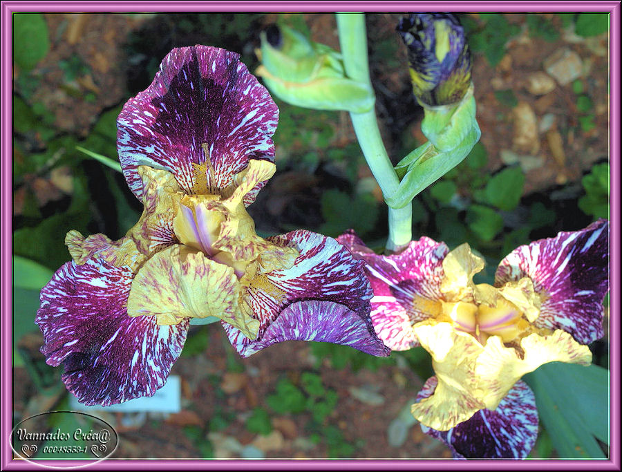 Les Fleurs de mon jardin suite 1 966540nouveauxIris