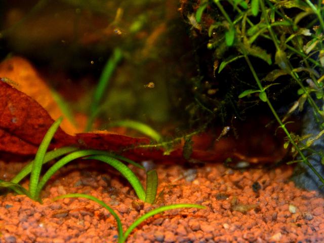 repro apisto erythrura 966887MAT9715